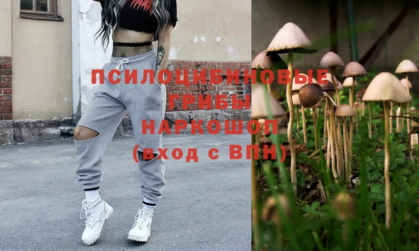 индика Новодвинск